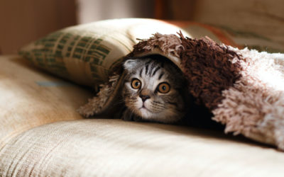 Artgerechte Haltung von Katzen in der Wohnung