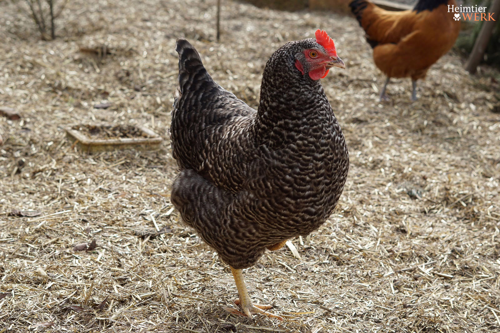 Huhn im grünen Auslauf beim Scharren im Stroh