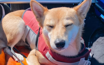 Kühlweste für Hunde: Schutz vor Hitze im Sommer