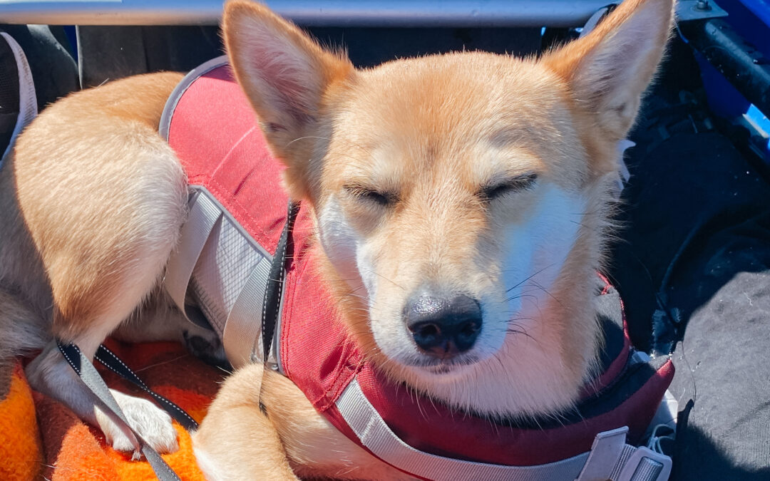 Kühlweste für Hunde: Schutz vor Hitze im Sommer
