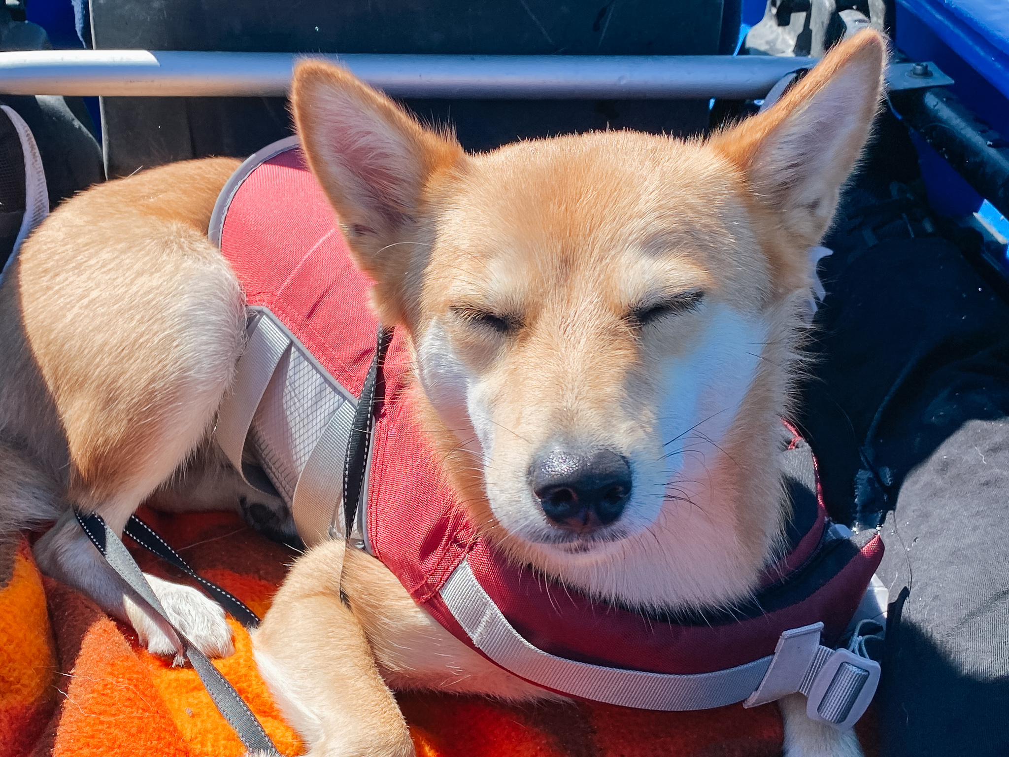 kühlweste hund sommer erfahrung