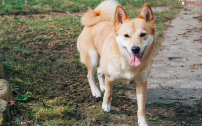 Wie du deinen Hund draußen beschäftigen kannst