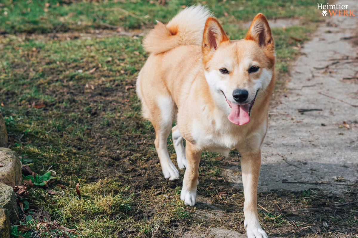 Hund wird draußen mit Apportierspiel beschäftigt