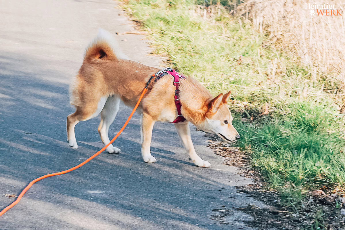 Hund sucht Leckerlis im Gras bei einem Schnüffelspiel