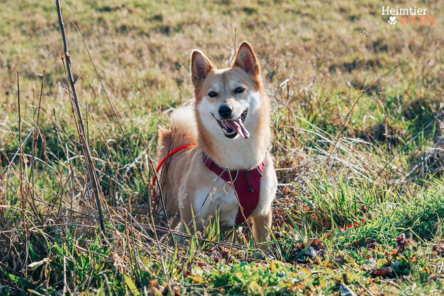 Hund sitzt aufmerksam im Gras und wartet auf das nächste Spiel