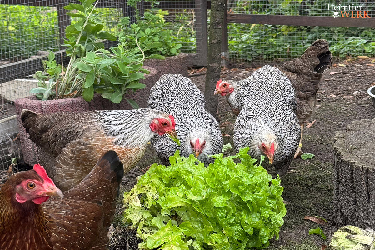 Hühner fressen Salatblätter